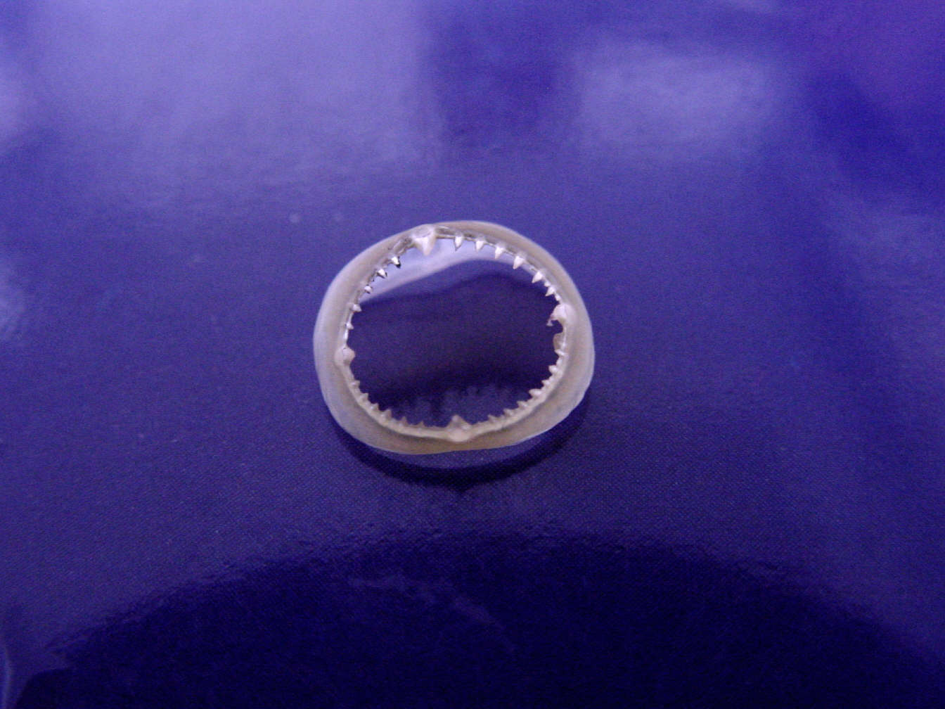 Anello chitinoso clavare di O.bartramii